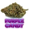 Purple-Candy-Hybrid-Flower-Fantastic-Weeds-5