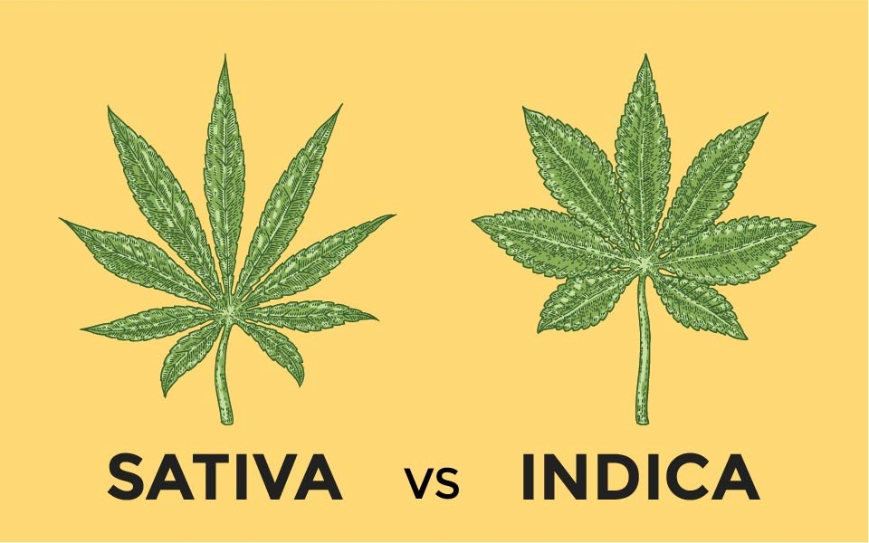 indica-vs-sativa-Fantastic Weeds