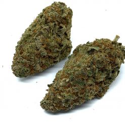 Do-Si-Dos-Indica-Flowers-Fantastic-Weeds-2