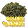 Golden Lemon - Fantastic Weeds