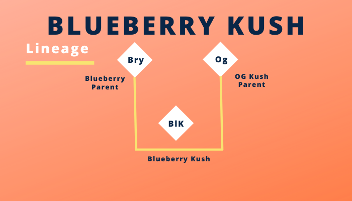 Fantastic Weeds- Blueberry Kush (1)