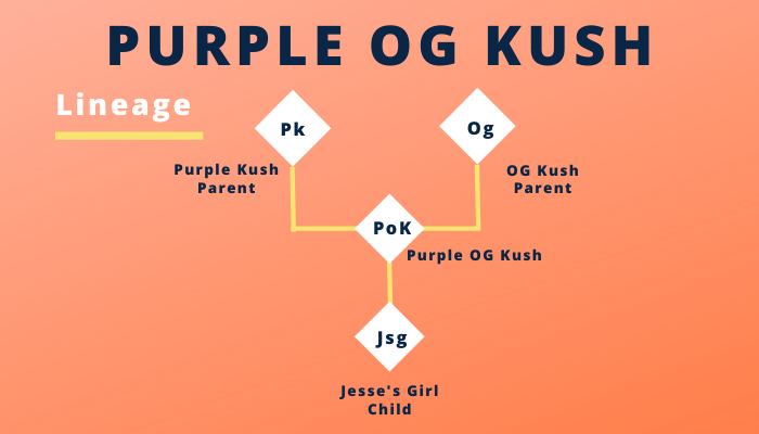 Purple OG Kush